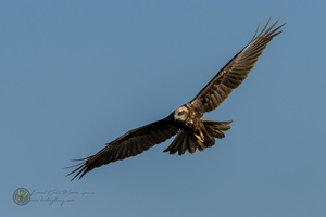 Western Marsh-harrier (Circus aeruginosus)