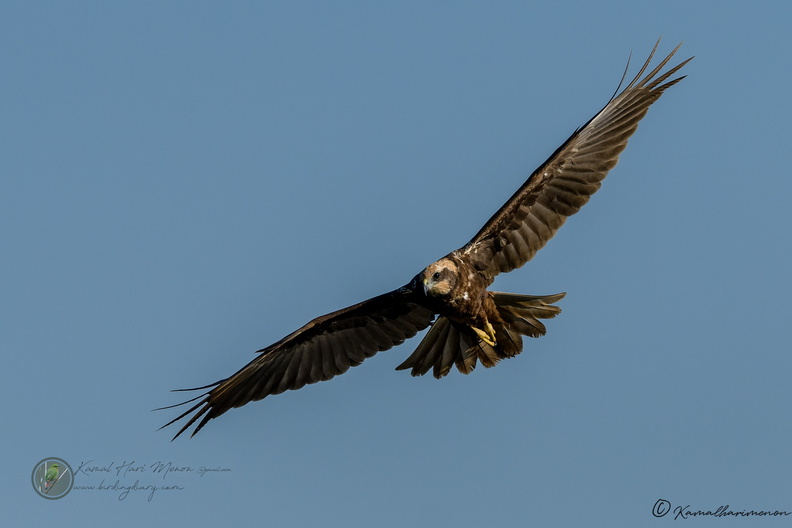 Western Marsh-harrier (Circus aeruginosus).jpg