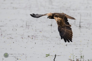 Western Marsh-harrier (Circus aeruginosus)02