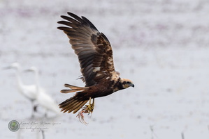 Western Marsh-harrier (Circus aeruginosus)03