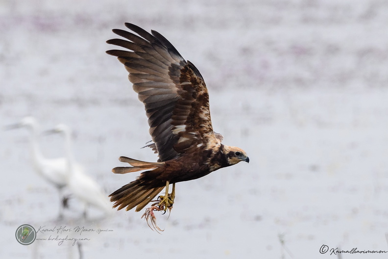 Western Marsh-harrier (Circus aeruginosus)03.jpg