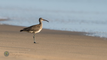 whimbrel (Numenius phaeopus)