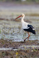 White Stork (Ciconia ciconia)