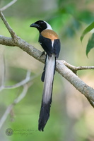 White-bellied Treepie (Dendrocitta leucogastra)