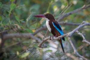 White-breasted Kingfisher (Halcyon smyrnensis)