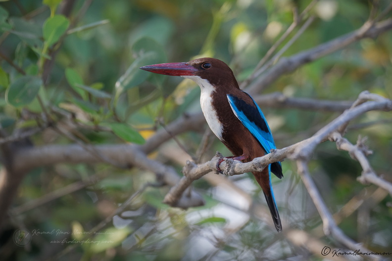 White-breasted Kingfisher (Halcyon smyrnensis).jpg