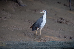 White-breasted Waterhen (Amaurornis phoenicurus) (1)