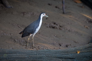 White-breasted Waterhen (Amaurornis phoenicurus) (2)