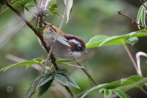 White-browed Fulvetta (Fulvetta vinipectus)