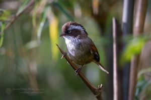 White-browed Fulvetta (Fulvetta vinipectus)01