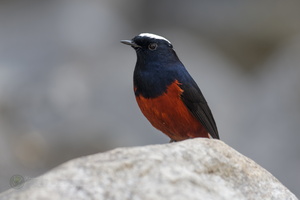 White-capped water redstart (Phoenicurus leucocephalus) (2)