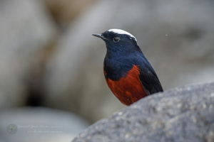 White-capped water redstart (Phoenicurus leucocephalus) (3)