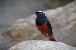 White-capped water redstart (Phoenicurus leucocephalus) (4)