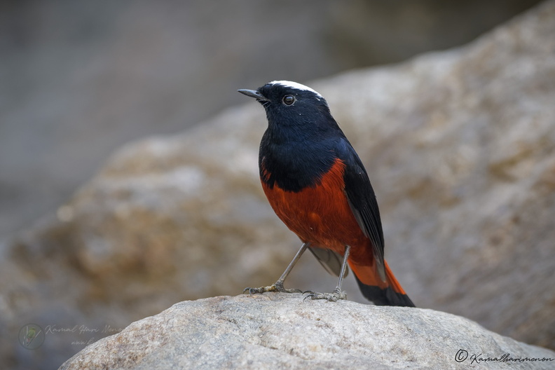 White-capped water redstart (Phoenicurus leucocephalus) (4).jpg