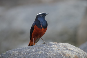 White-capped water redstart (Phoenicurus leucocephalus) (5)