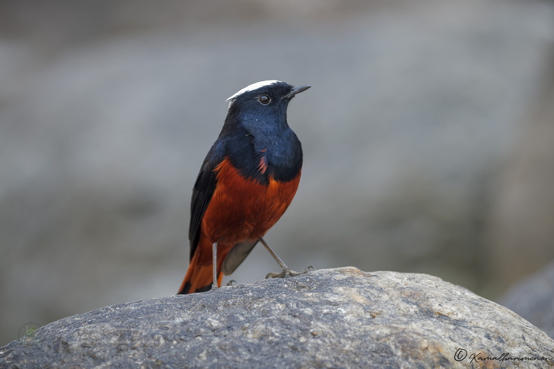 White-capped water redstart (Phoenicurus leucocephalus) (5).jpg