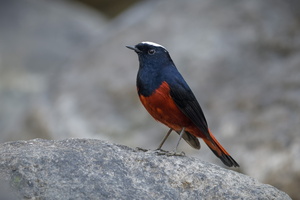 White-capped water redstart (Phoenicurus leucocephalus) (6)