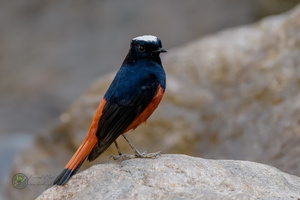 White-capped Water-redstart (Phoenicurus leucocephalus)