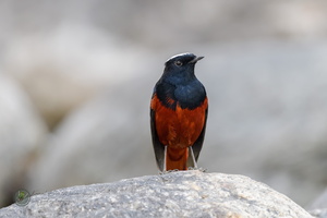 White-capped Water-redstart (Phoenicurus leucocephalus)01
