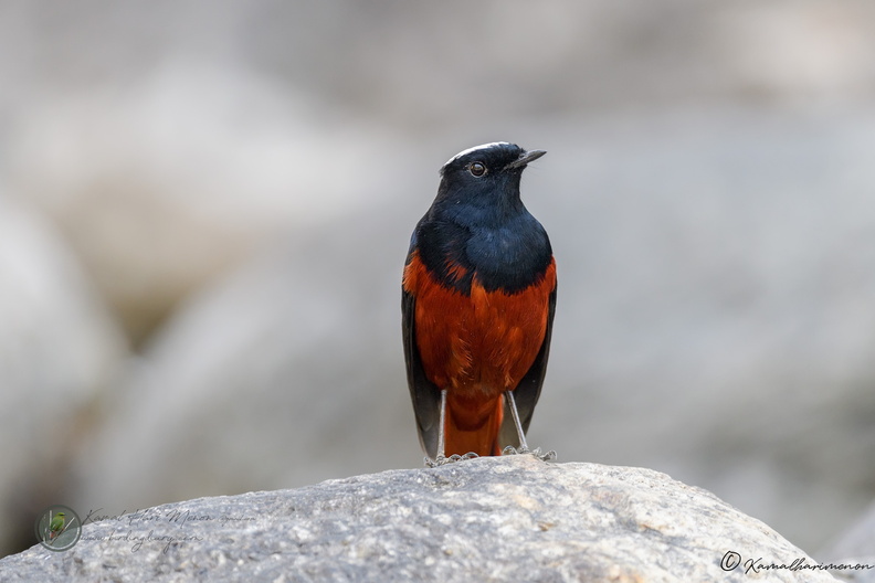 White-capped Water-redstart (Phoenicurus leucocephalus)01.jpg