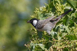 White-eared Bulbul (Pycnonotus leucotis)