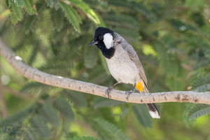 White-eared Bulbul (Pycnonotus leucotis)02