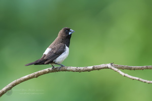 White-rumped Munia (Lonchura striata)1