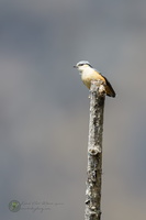 White-tailed Nuthatch (Sitta himalayensis)