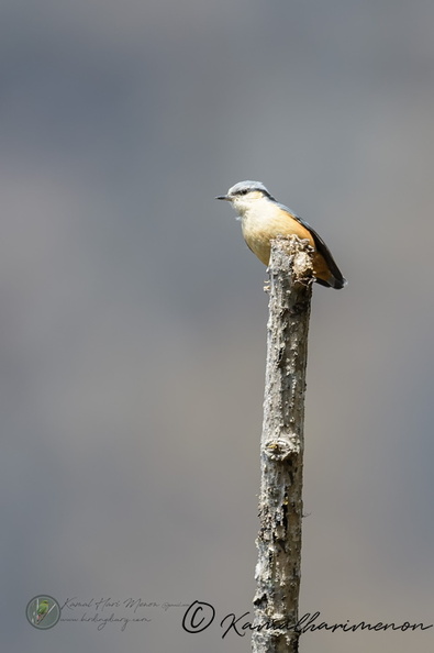 White-tailed Nuthatch (Sitta himalayensis).jpg