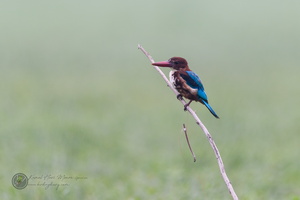 white-throated kingfisher (Halcyon smyrnensis)