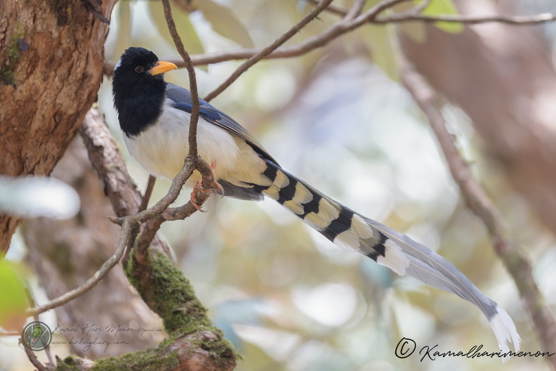 Yellow-billed Blue Magpie (Urocissa flavirostris)03.jpg