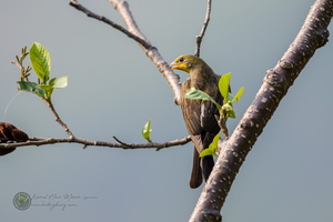 Yellow-rumped Honeyguide (Indicator xanthonotus)