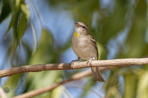 Yellow-throated Sparrow (Gymnoris xanthocollis)