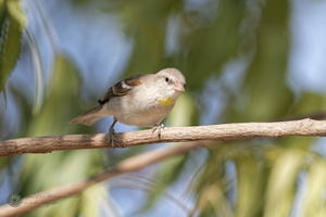 Yellow-throated Sparrow (Gymnoris xanthocollis)01