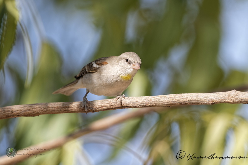Yellow-throated Sparrow (Gymnoris xanthocollis)01.jpg