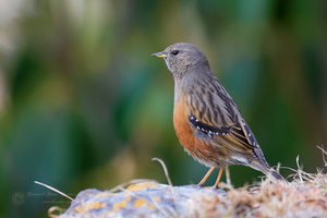Alpine Accentor (Prunella collaris) (1)