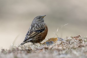 Alpine Accentor (Prunella collaris) (2)