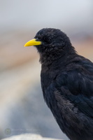 Alpine Chough (Pyrrhocorax graculus) (2)