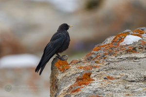 Alpine Chough (Pyrrhocorax graculus) (4)