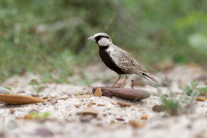 Ashy-crowned Sparrow-Lark (Eremopterix griseus)