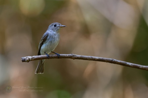 Asian Brown Flycatcher (Muscicapa dauurica) 1