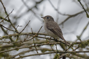 Asian Brown Flycatcher (Muscicapa dauurica)
