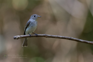 Asian Brown Flycatcher (Muscicapa dauurica)01