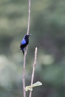 Asian Fairy-bluebird (Irena puella) (3)