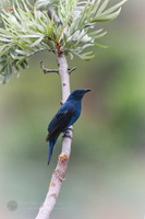 Asian Fairy-bluebird (Irena puella) (2)