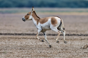 Asiatic wild ass. (E. hemionus)