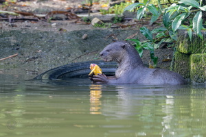 Asian small-clawed otter (Amblonyx cinereus) (2)