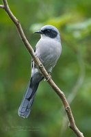 Beautiful Sibia (Heterophasia pulchella)