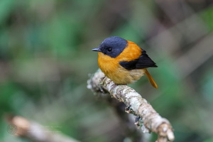 Black-and-orange Flycatcher (Ficedula nigrorufa)
