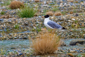 black-headed gull (Chroicocephalus ridibundus)